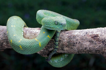 African Bush Viper (Atheris) is a genus of venomous vipers.