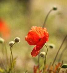 Obraz premium Gentils coquelicots