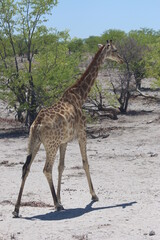 Girafe