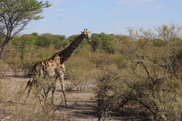 Girafe