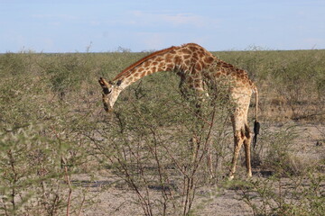 Girafe