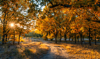 dirt road leading through oak forest in fall foliage colors with a sunburst through the trees