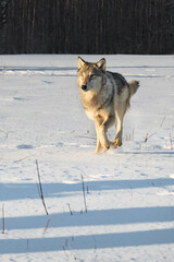 Grey Wolf (Canis lupus) Runs Forward in Field Shadows in Foreground Winter