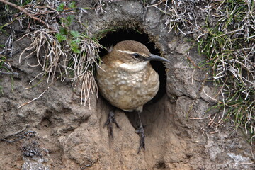 Stout-billed cinclodes (Cinclodes excelsior) in a nest hole at the high altitude Antisana Ecological Reserve, outside of Quito, Ecuador