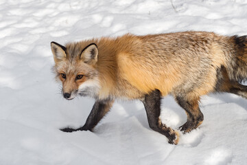 Fototapeta premium Red Fox (Vulpes vulpes) Runs Left Through Snow Winter