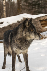 Black Phase Grey Wolf (Canis lupus) Stands Looking Right Ears to Sides Winter