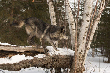 Black Phase Grey Wolf (Canis lupus) Balances on Log Looking Right Winter