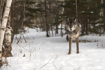 Fototapeta na wymiar Black Phase Grey Wolf (Canis lupus) Stands at Edge of Woods Staring Out Winter