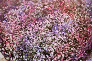 Gypsophila plant for bouquets and floristry
