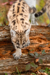 Cougar Kitten (Puma concolor) Steps Down Off Rotting Log Autumn