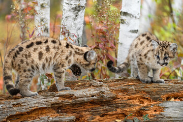 Cougar Kitten (Puma concolor) Steps Towards Sibling Atop Rotting Log Autumn