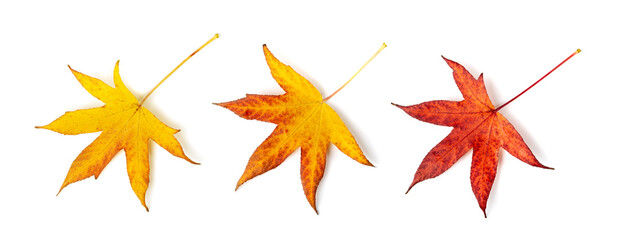 Fototapeta premium Autumn Leaf Isolated, Colored Autumn Tree Leaves, Red Orange Foliage, Yellow Fall Leaf