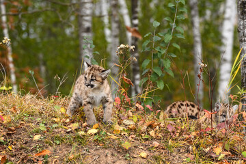 Cougar Kitten (Puma concolor) Stands Looking Left Sibling Behind Autumn