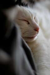 close up of a cat, Turkish Van cat