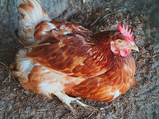 Chicken and rooster in the nature. Rooster portrait. Chicken close up