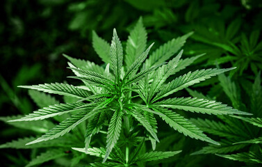 Naklejka na ściany i meble A plant of marijuana on a blurred natural background. Selective focus.