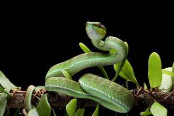 The Green White-lipped Pit Viper (Trimeresurus insularis), the Indonesian viper snake on tree branch.