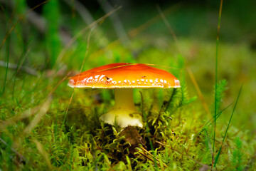 Beautiful landscape with mushroom view in autumn forest. High quality photo
