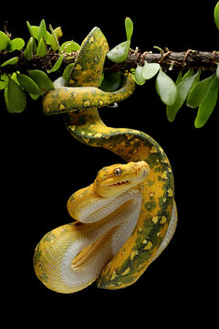 Green Tree Python (Morelia viridis) on tree branch. This Green Tree Python is a rare species from Papua, Indonesia.