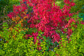 Bushes with purple and green foliage in autumn