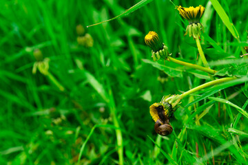 Landscape of morning freshness in a beautiful green grass with dew drops and yellow dandelions. Lonely snail on a dandelion. High quality photo
