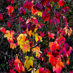 Multicolored leaves of climbing plants in autumn
