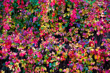 Multicolored lush foliage of climbing plants in autumn