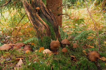 Beautiful landscape with mushroom view in autumn forest. High quality photo