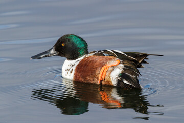 Northern shoveler duck swimming in a calm lake.