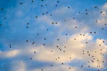 Numerous flying starlings on blue sky clouds background