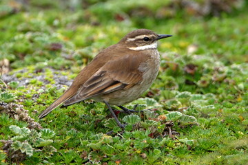 Stout-billed cinclodes (Cinclodes excelsior) at the high altitude Antisana Ecological Reserve, outside of Quito, Ecuador
