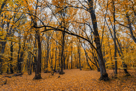 Fallen leaves in the yellow autumn forest
