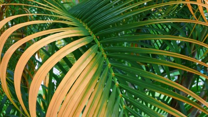 Green background, leaves of a young palm tree close-up view. Branches Moving in The Wind, Leaf Palm Tree green leaves in Asia, Thailand. Ecosystem and environmental concepts, vintage retro style.