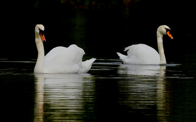 White swans symmetrically reflected in dark water