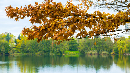 Tree branch with autumn leaves over lake mirror, green trees