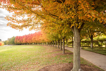 Line of trees with leaves of green, red, yellow and orange for fall. A walkway can be seen to the right.