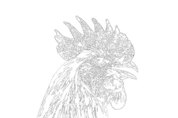 Rooster coloring book. Cock antistress vector illustration for children and adults. Bird isolated on white.