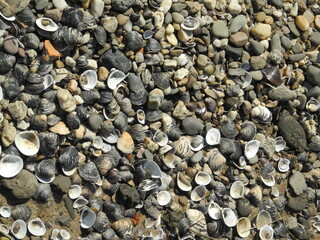 Kleine Muscheln am Strand