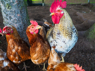 Chicken and rooster in the nature. Rooster portrait. Chicken close up