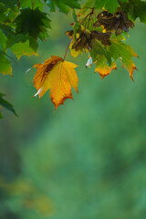 Herbst im Detail: Gr&uuml;ne Ahorn Bl&auml;tter werden gelb
