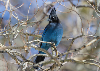 Steller's Jay perched in a tree during winter.