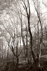 Natural decoration - abstract dancing trees in the forest in sepia monochromatic tonesFantastic dancing trees