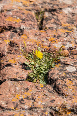 Flower Growing An A Stone Wall