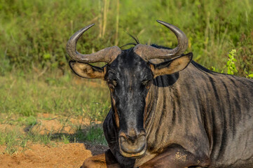 Naklejka na ściany i meble Blue wildebeest, Connochaetes taurinus sitting and relaxing in South Africa game reserve