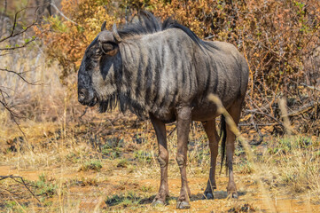 Fototapeta na wymiar Portrait of an isolated Blue wildebeest or gnu ungulate or connochaetes Taurinus in a South African game reserve during a safari