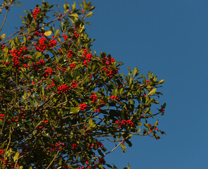 Holly with berries