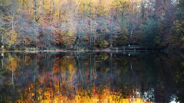 Autumn scenery with green, yellow and red leaves reflect in the water mirror. Zoom out. Yellow maple trees reflect and tremble in quiet forest lake. Yedigoller National Park at Bolu, Turkey
