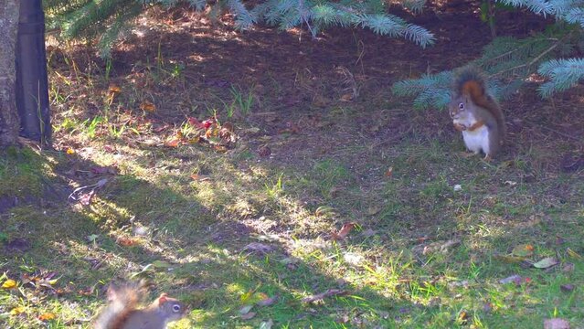 Two Squirrels  Fight Over Food