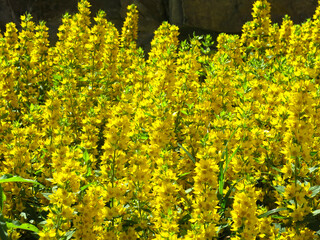 verbena yellow perennial (Lysimachia vulgaris L.)