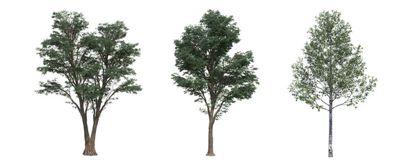 deciduous tree, isolate on a transparent background, 3d illustration - obrazy, fototapety, plakaty